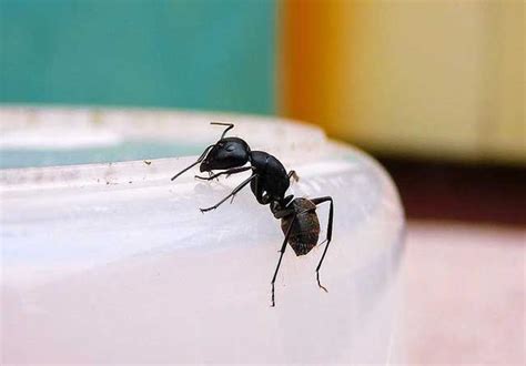 林木己 家裡有螞蟻怎麼處理